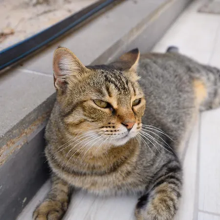 Belgodere Di Mezzavia Bed and breakfast Lacco Ameno (Isola d'Ischia)