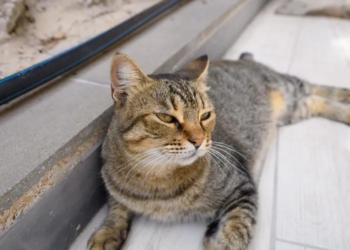 Belgodere Di Mezzavia Bed and breakfast Lacco Ameno (Isola d'Ischia)