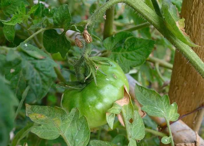 Bed and breakfast Belgodere Di Mezzavia 4*