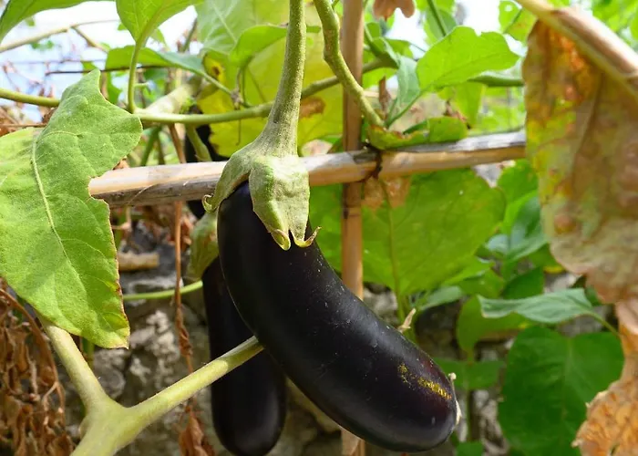 Belgodere Di Mezzavia Bed and breakfast