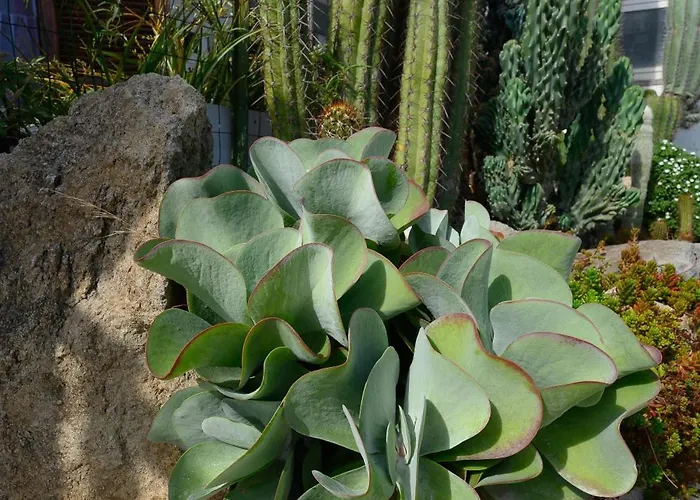 Belgodere Di Mezzavia Bed and breakfast Lacco Ameno (Isola d'Ischia)